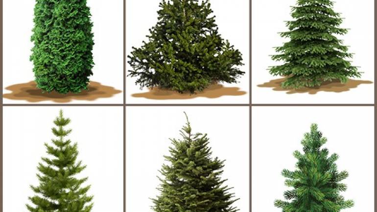 Varieties of Christmas trees
