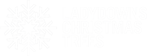 christmas-trees-penzance.png
