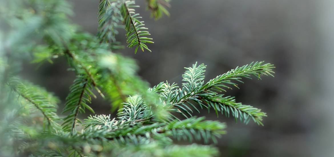 penzance-christmas-trees.jpg