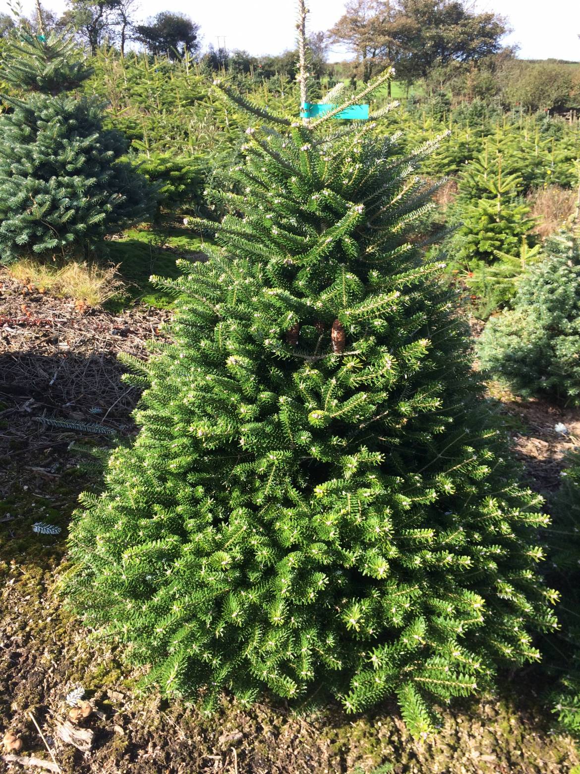 Korean-Fir2-e1507652259397.jpg