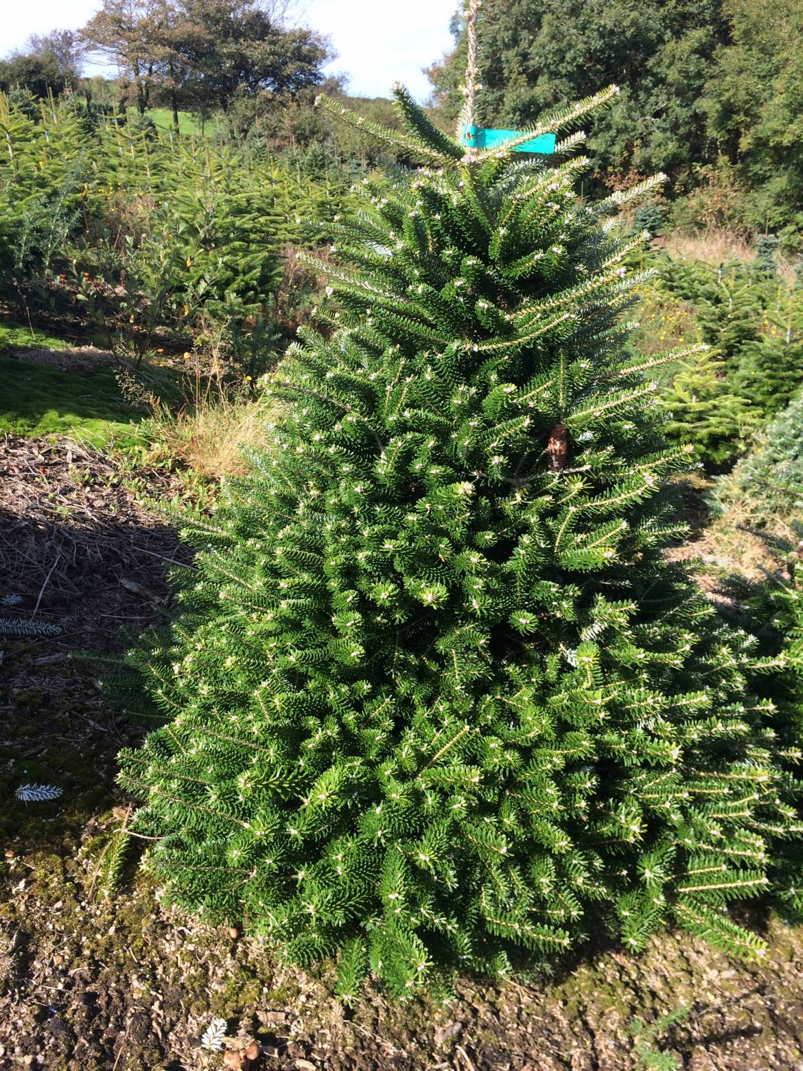 Koreana-Korean-Fir-e1507652232275.jpg
