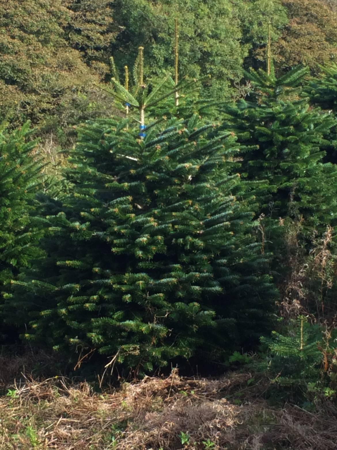 Nordmann-Fir.jpg