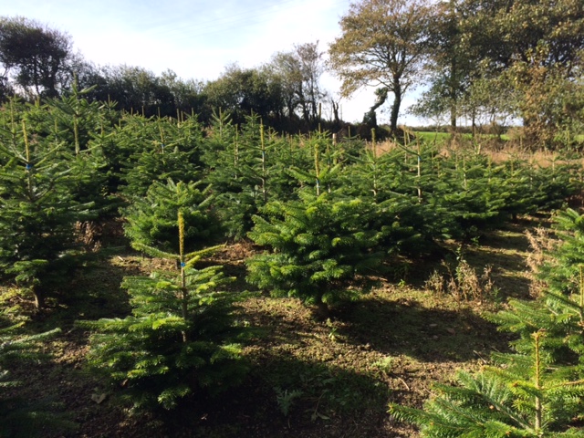 smaller-trees.jpg