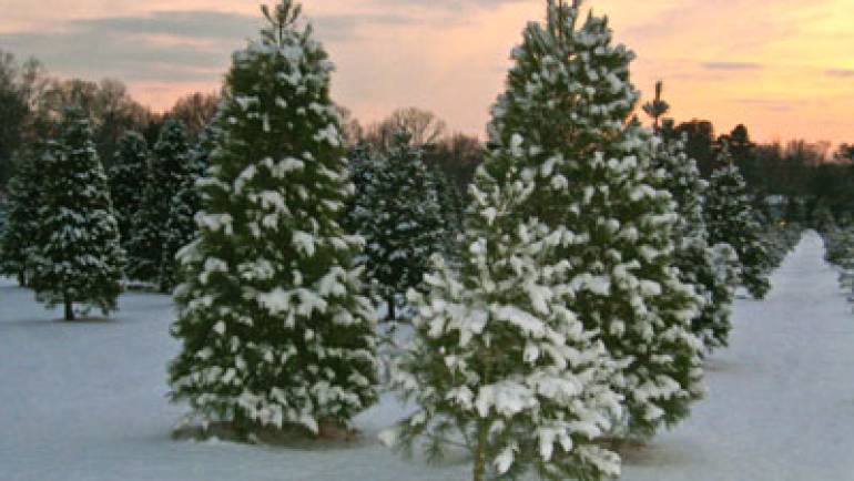 Members of the British Christmas Tree Growers Association