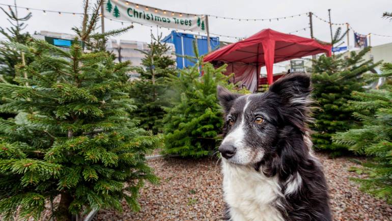 News from Ladydowns Christmas trees, Penzance, Cornwall