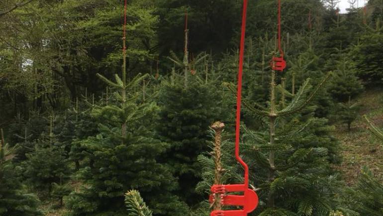 Birds and keeping our trees safe…