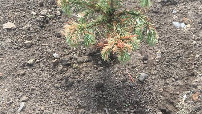 The dry weather and the Christmas trees at Ladydowns