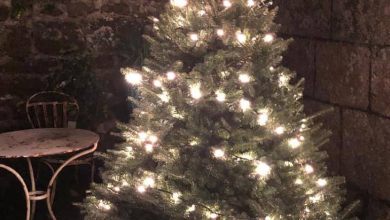 Cornwall Christmas Trees