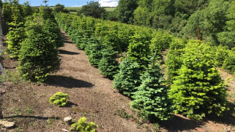 Summer and autumn at Ladydowns Christmas Trees, Cornwall