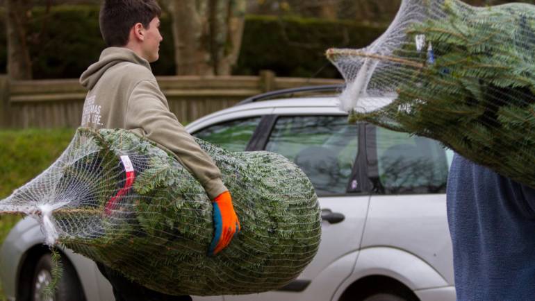 Christmas trees Cornwall 2019