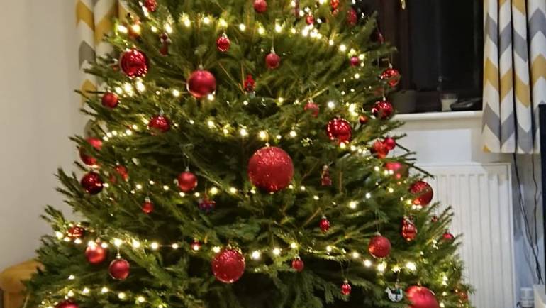 Quality Christmas trees Cornwall
