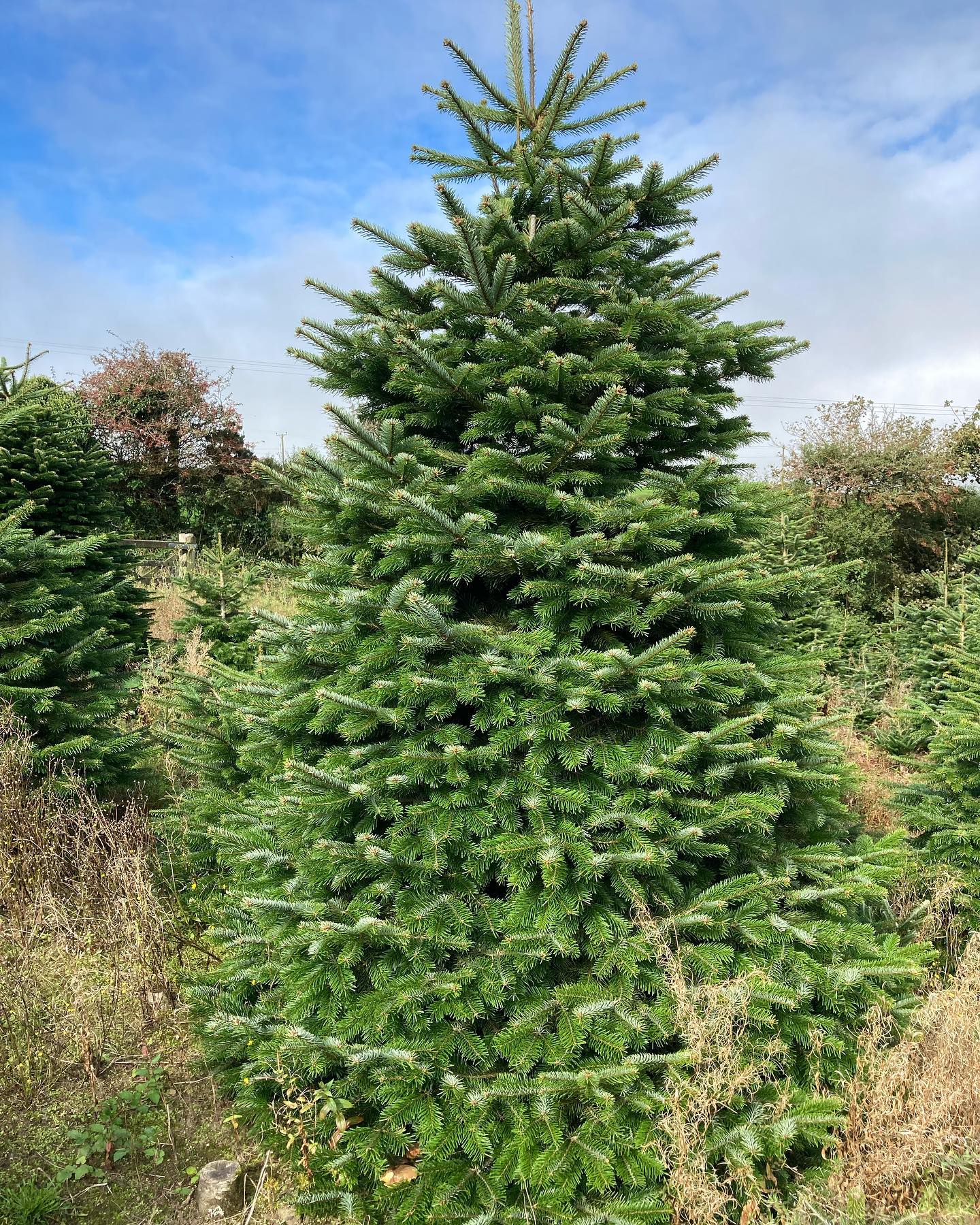 Ladydowns Christmas trees 2021
