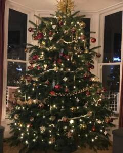 christmas trees cornwall 2022