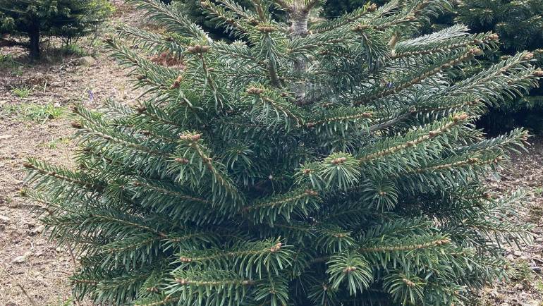 Shaping and pruning