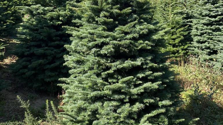 Marking trees