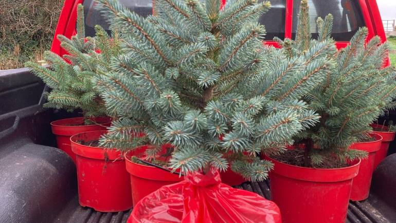 Blue Spruce trees are ready and foliage for wreath making