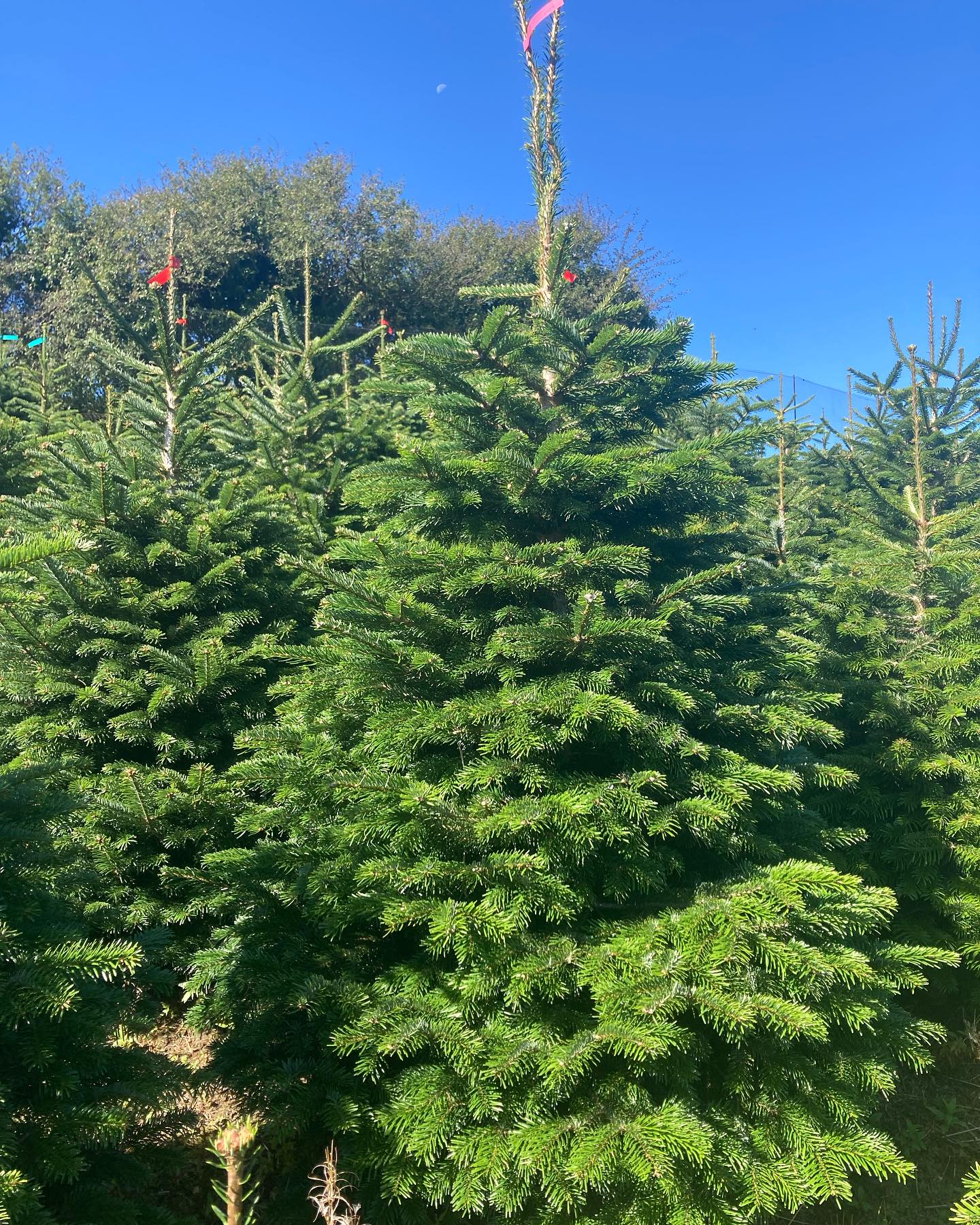 field mix tree