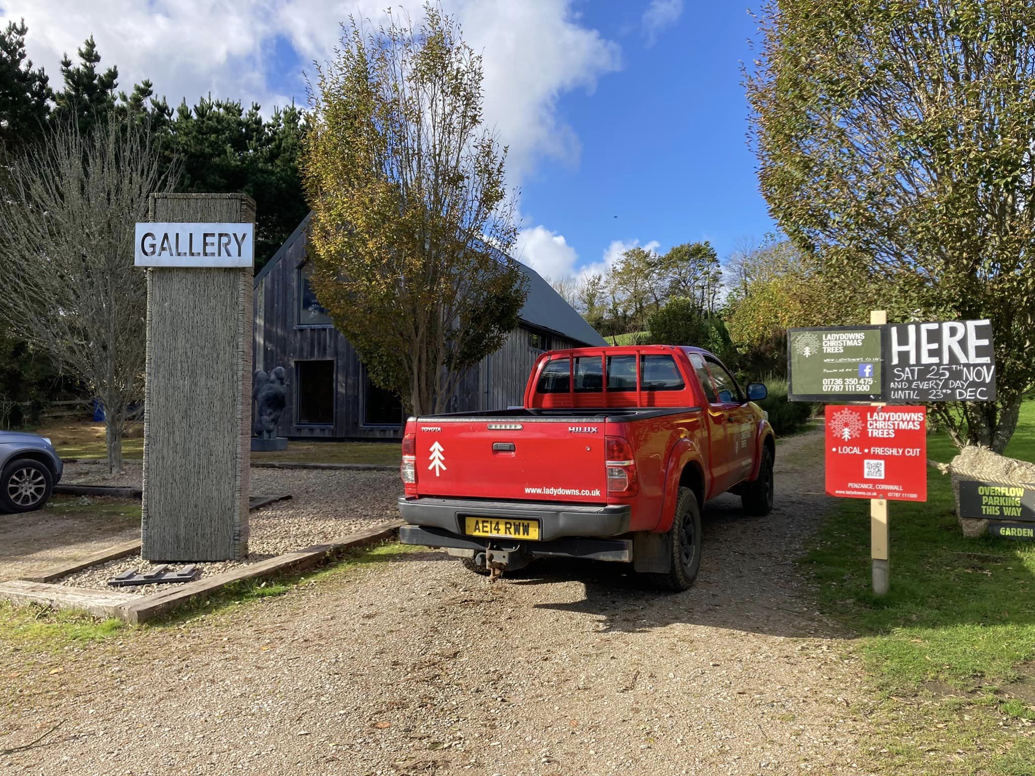 Christmas trees Cornwall